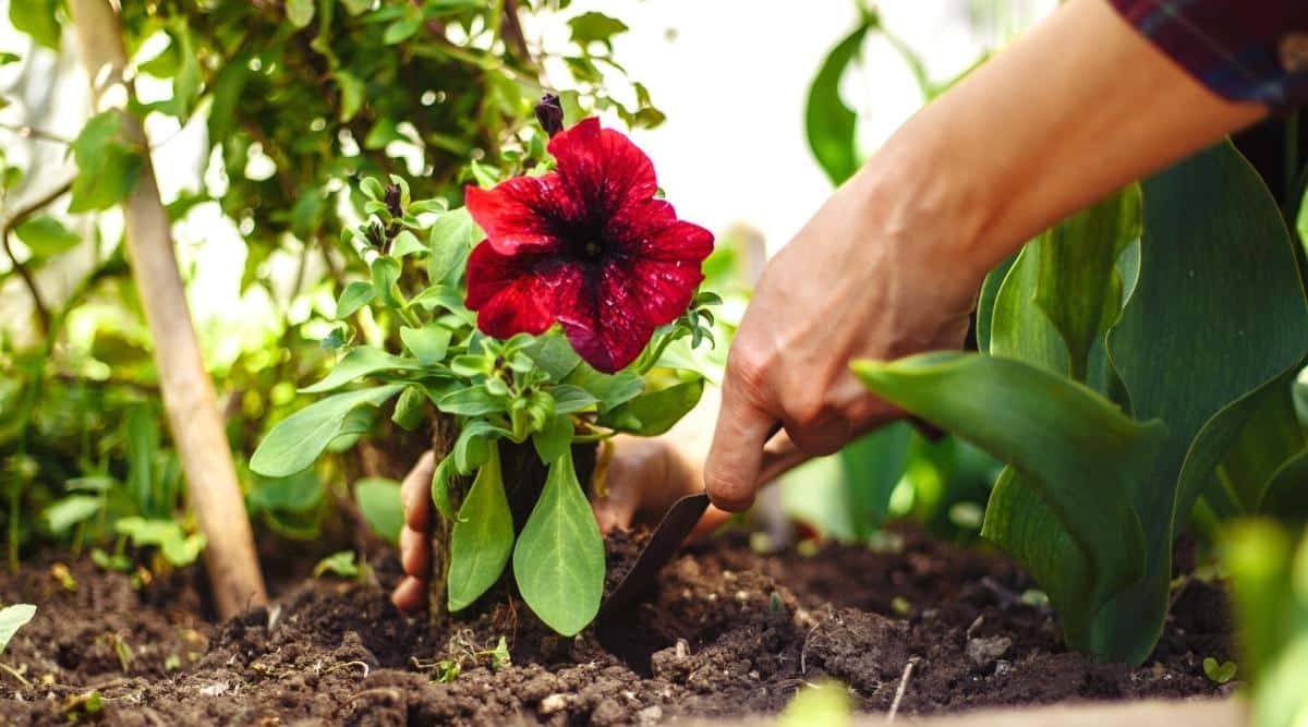 Close-up of a woman's hands digging up a red petunia with a garden trowel from the soil in an autumn garden. The flower of the petunia is deep red with a darker throat, the leaves are oblong, round, pale green. Against the background of green plants in the garden.