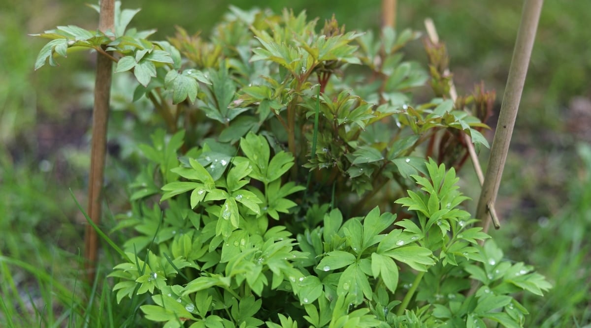 Green bush with three pronged leaves all over it.