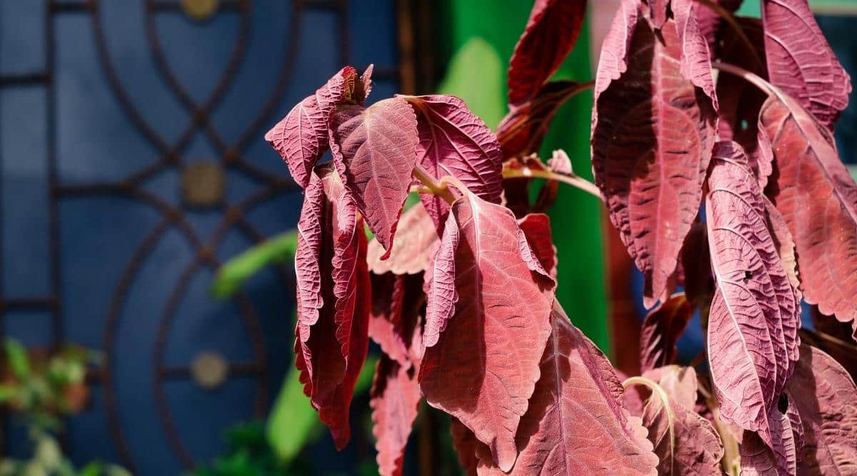 Drooping Coleus Leaves