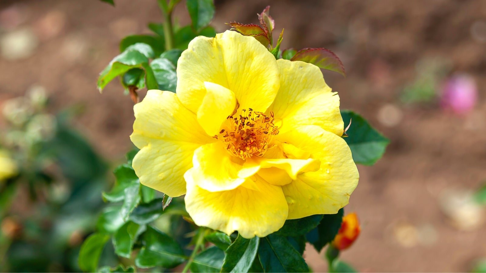 17 DroughtTolerant Roses That Thrive in Arid Climates