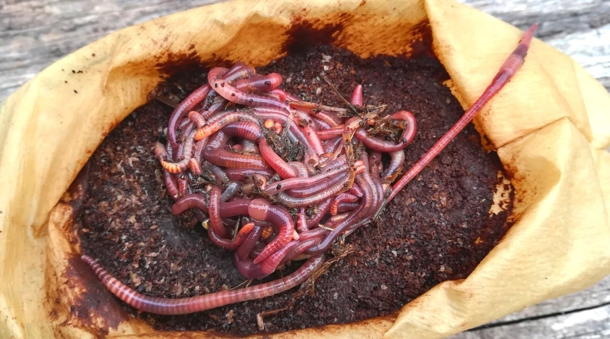Close-up of red california earthworms in coffee grounds in a paper bag on a wooden table. The worms have long, flattened, tubular pink-red bodies. Coffee grounds are dark brown, fine, moist.