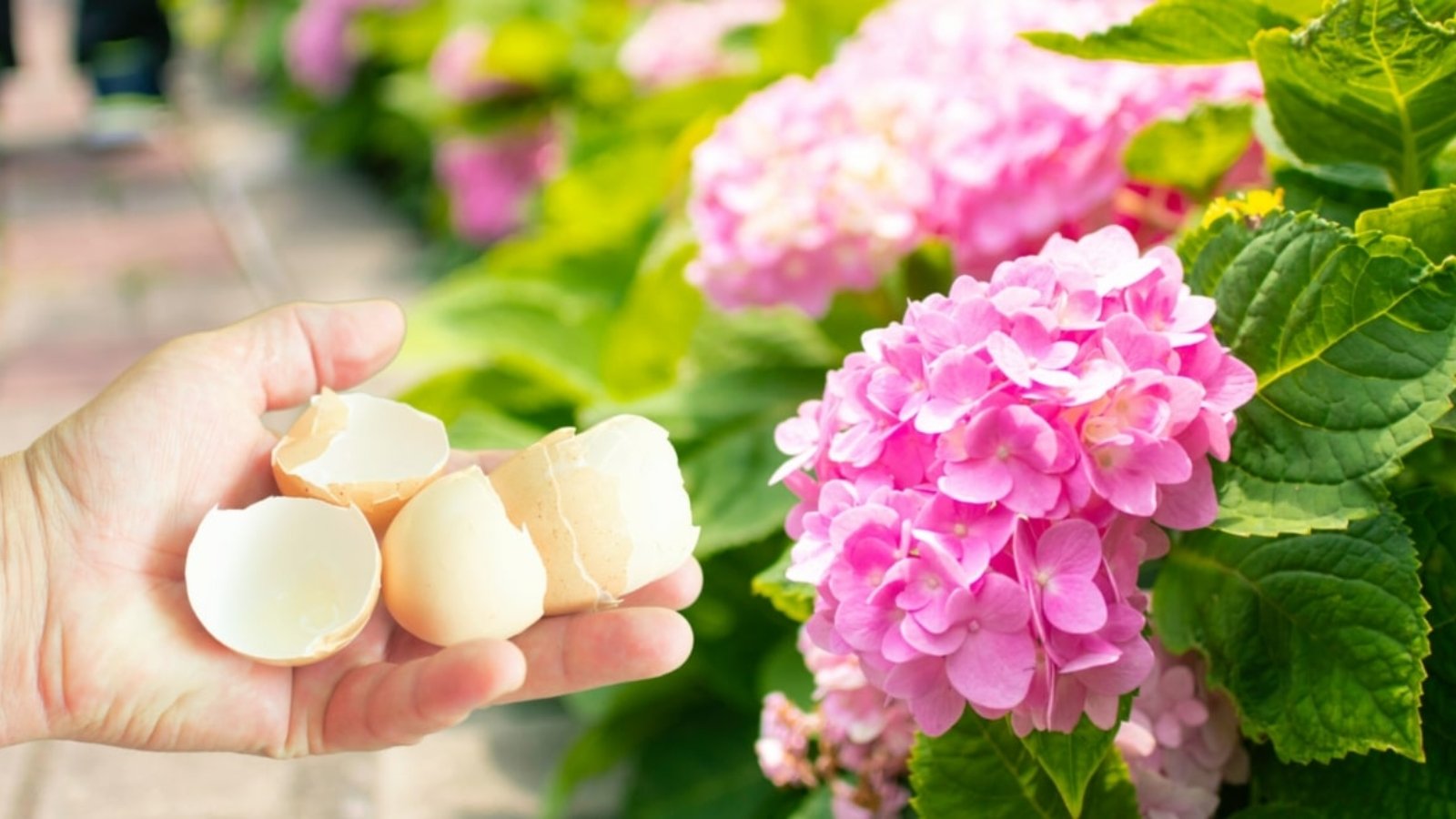 eggshells hydrangeas