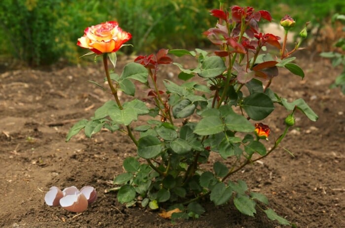 eggshells roses