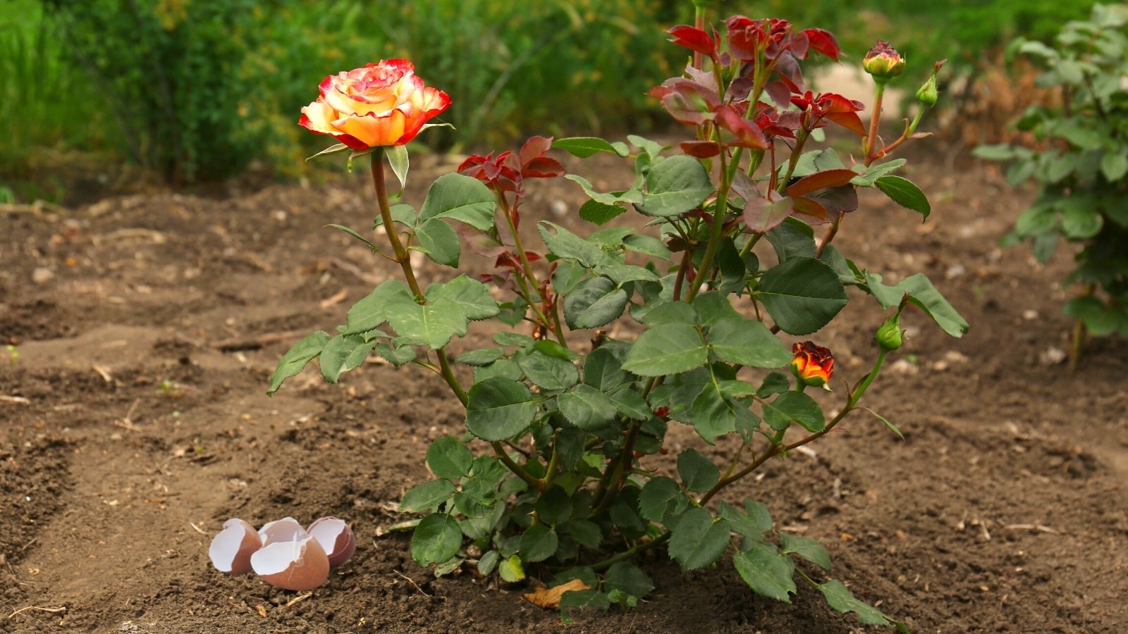 A pile of crushed white and brown eggshells ready to be used in the garden.