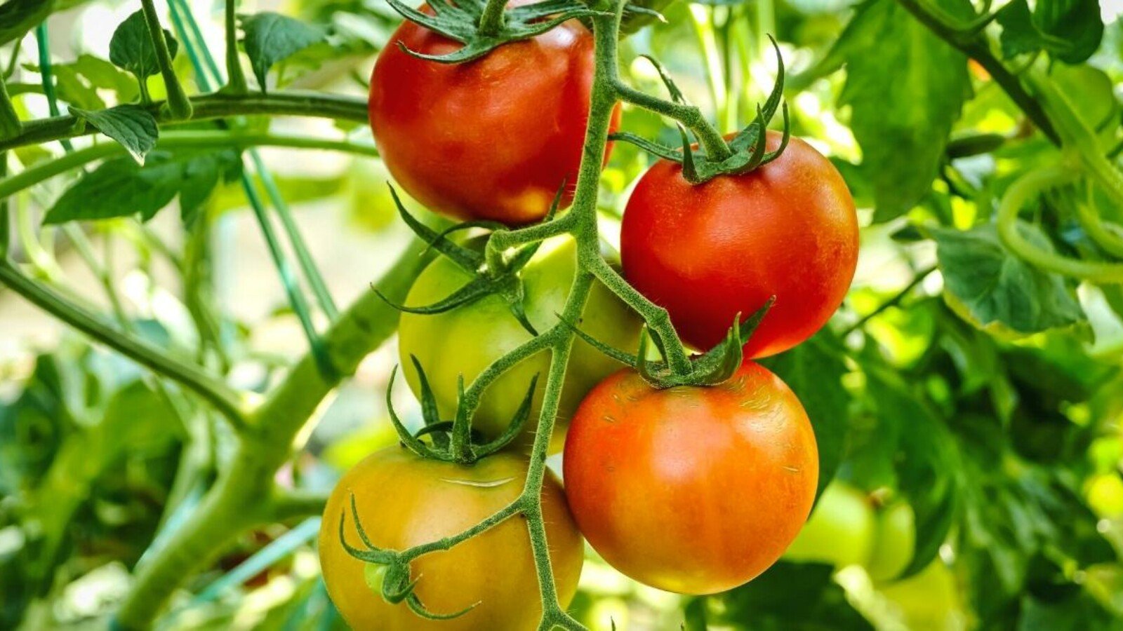 epsom salt for tomatoes
