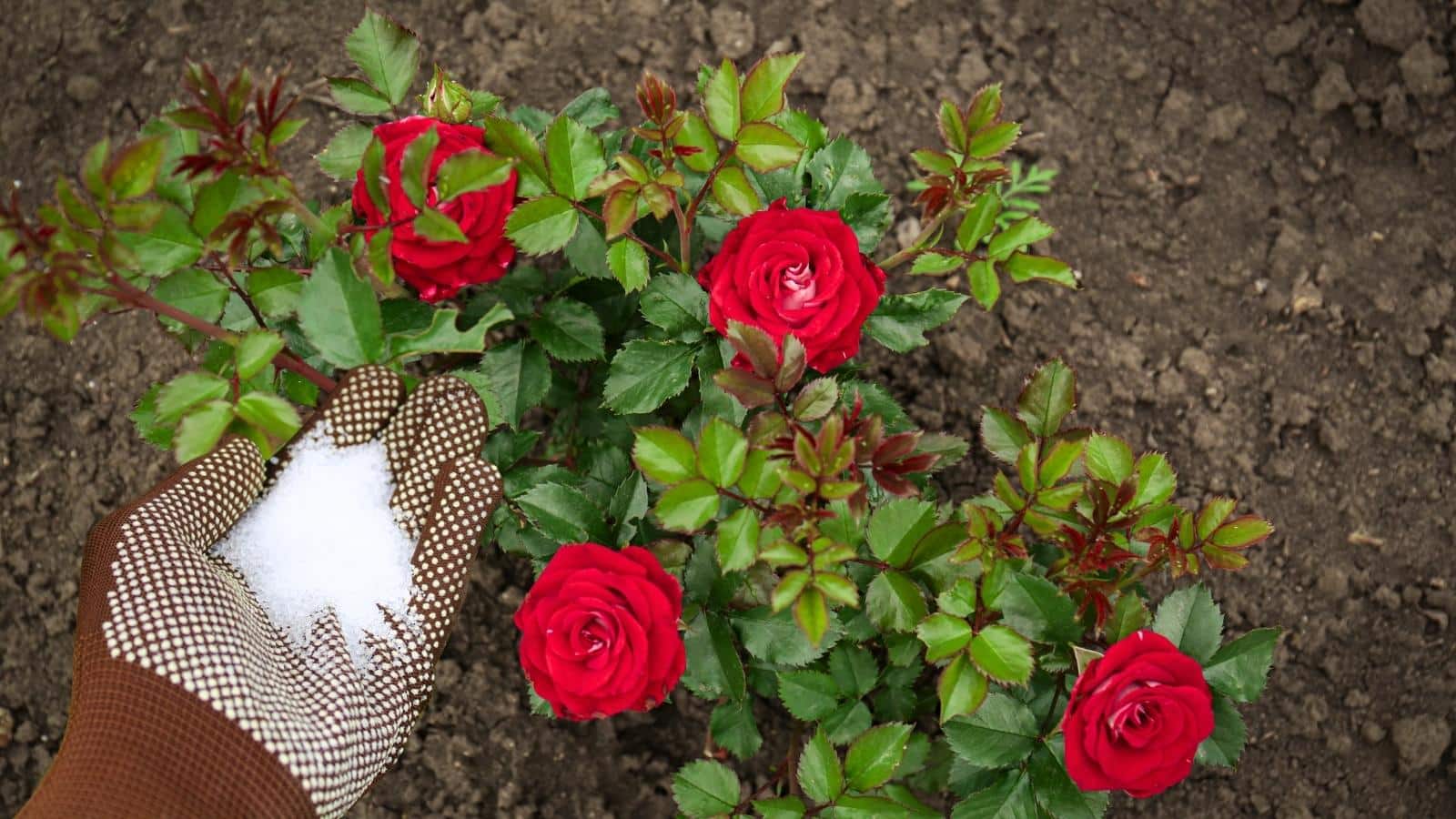 Roses Need Acidic Soil informacionpublica.svet.gob.gt