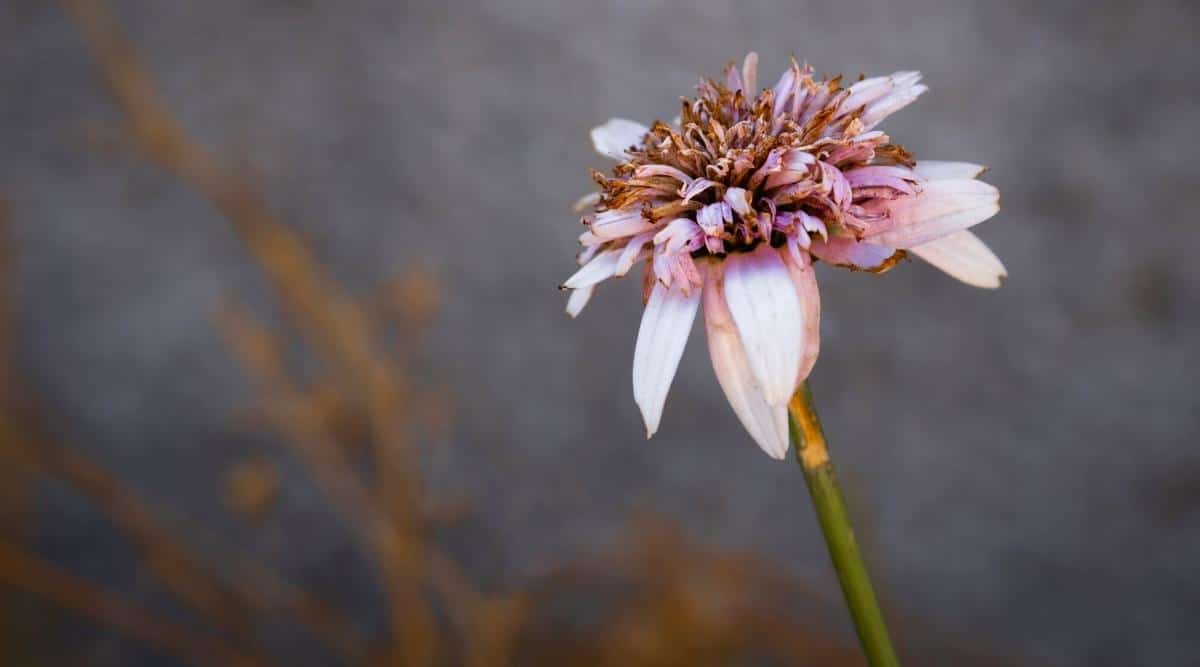 faded Aster flower