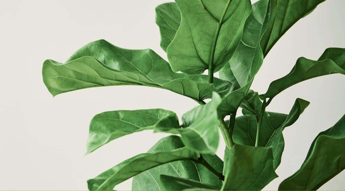 11 Reasons Your Fiddle Leaf Fig has Curling Leaves