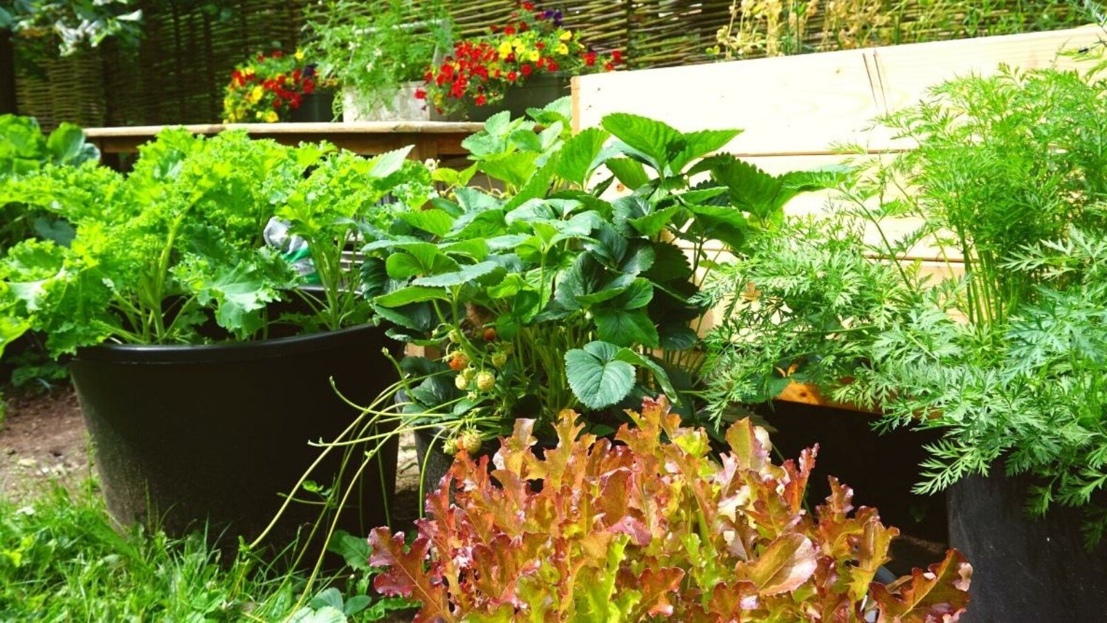 A small garden that has many different plants in the space. You can see two to three different plants in small containers in a small gardening space.