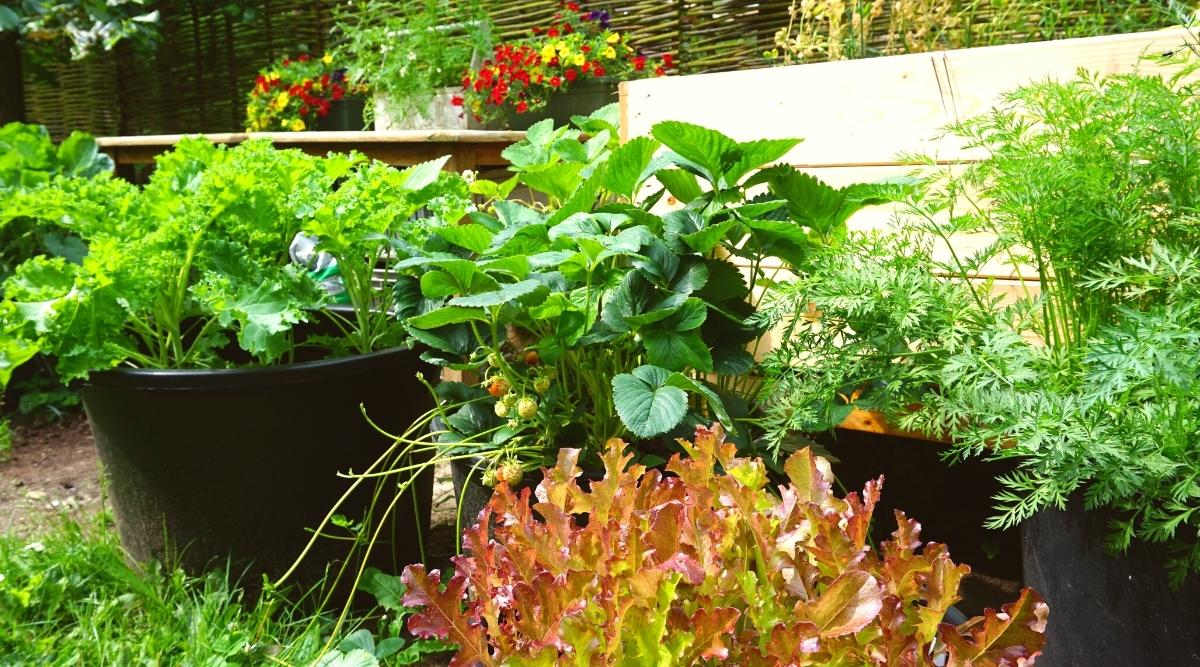 Gardening in Grow Bags: 5 Tips for Success - Growing In The Garden