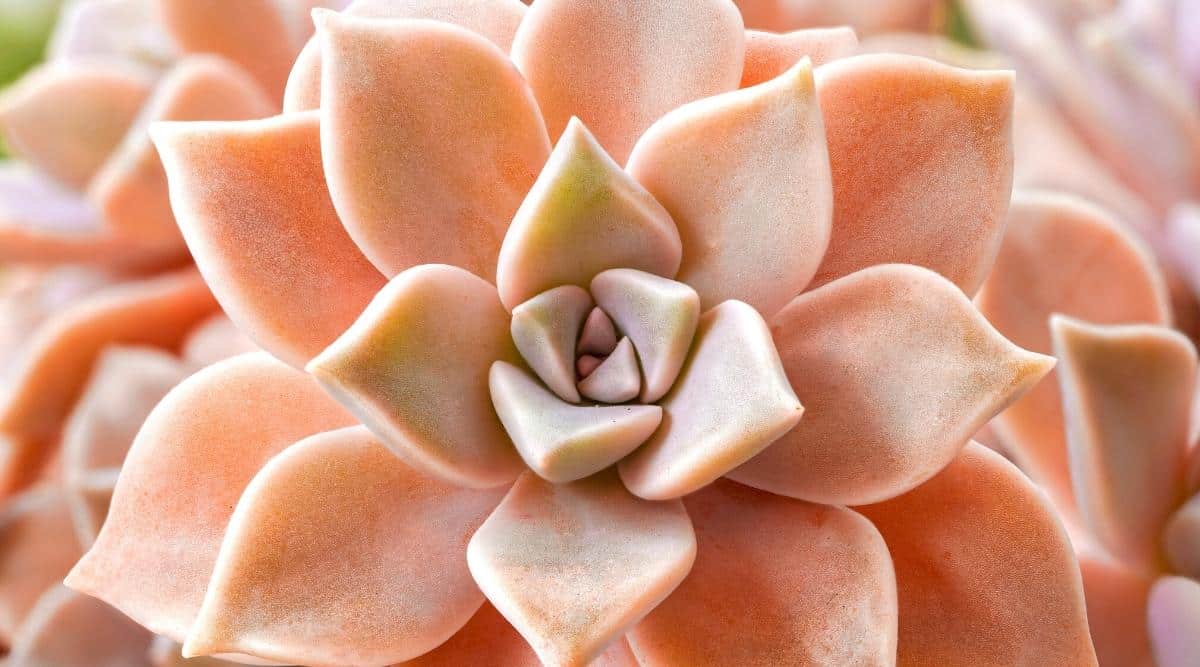 8 Common Ghost Plant Problems and How to Fix Them