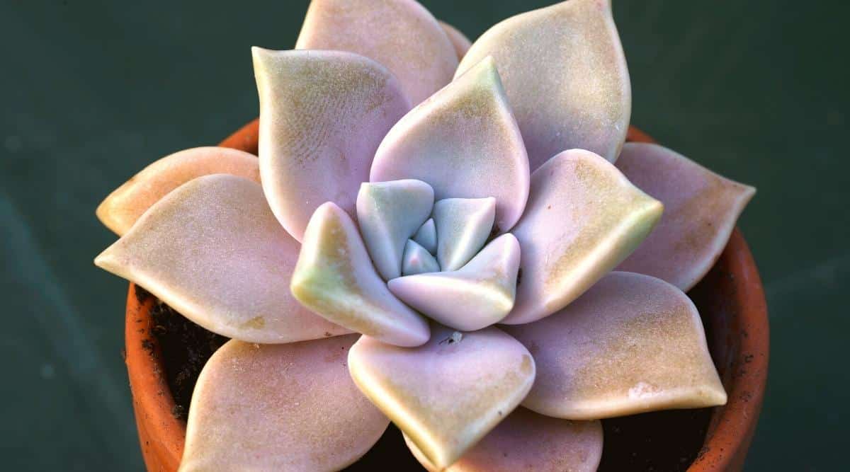 Cómo plantar, cultivar y cuidar plantas fantasma