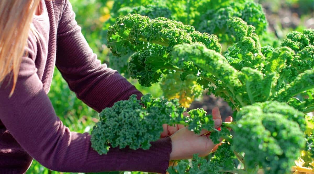 How And When To Harvest Kale For The Best Crop Yields