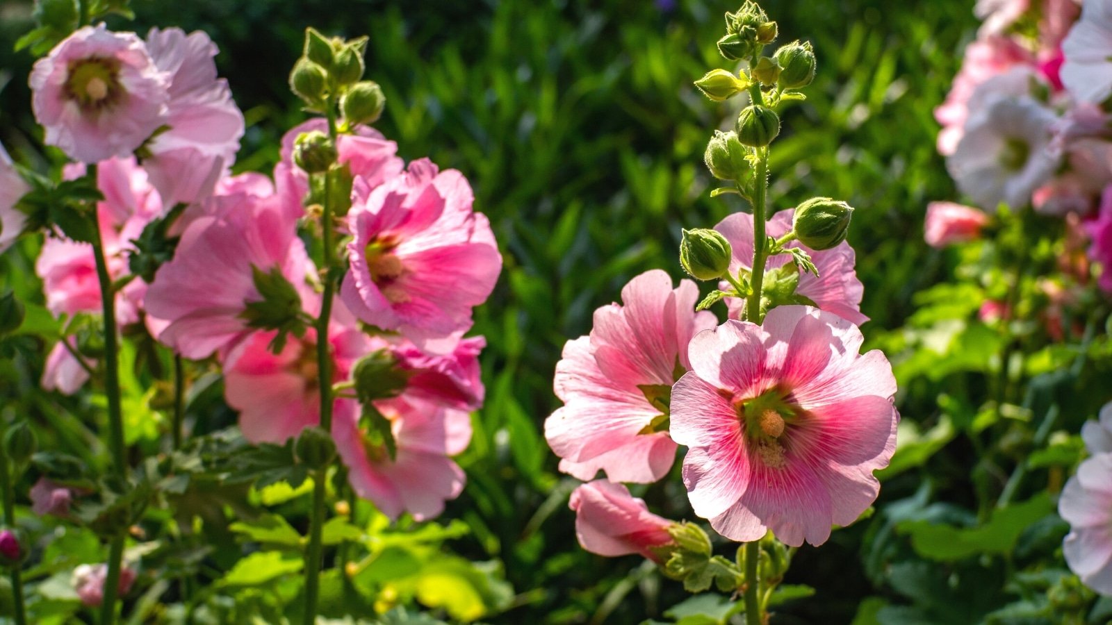 How to Grow Hollyhocks From Seed in 7 Simple Steps
