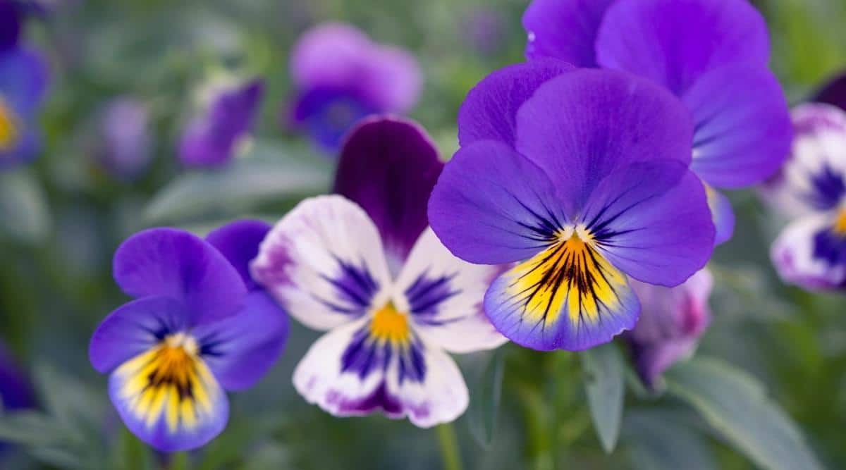 How to Plant, Grow, and Care For Pansies