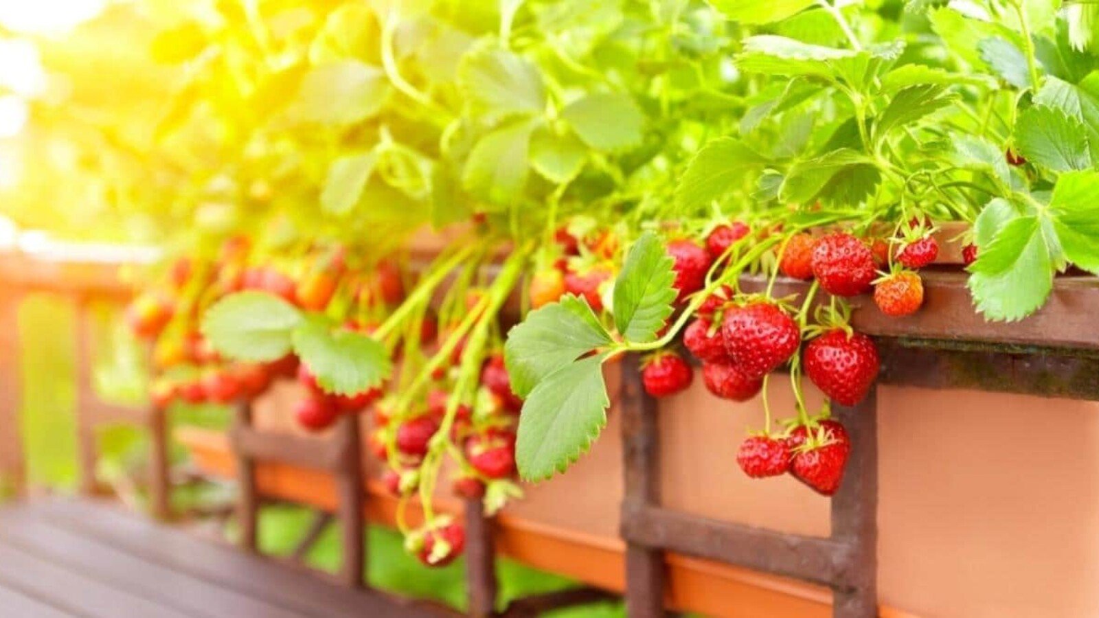 grow strawberries in pots