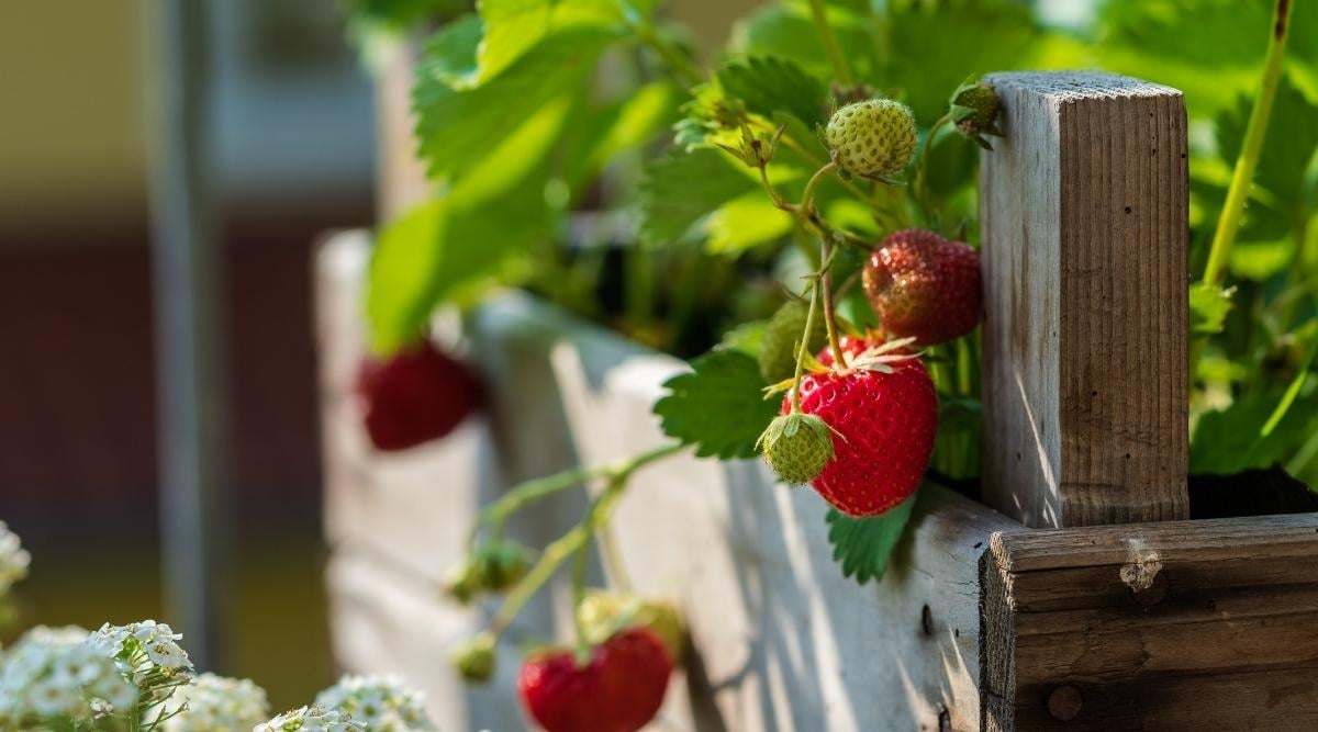 11 Tips For Growing Strawberries in Raised Beds