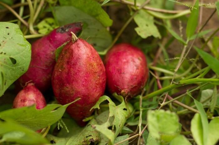 grow sweet potato