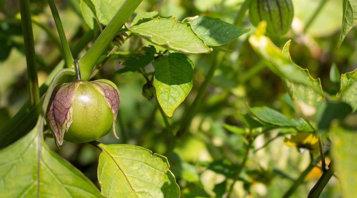 How to Plant, Grow, and Care For Tomatillo