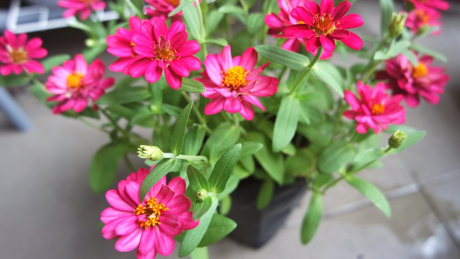 11 Tips for Growing Beautiful Zinnias in Pots
