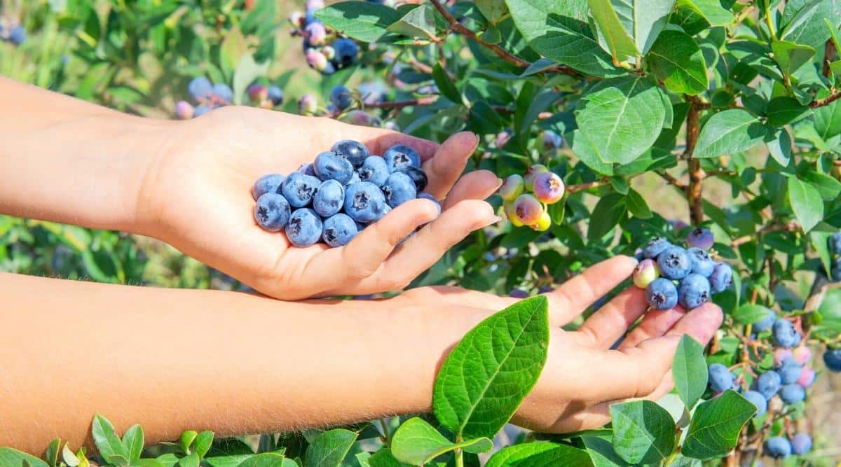 Two human hands close up, one holding several blueberries, the other picking blueberries off of a branch that has green leaves all on a sunny day