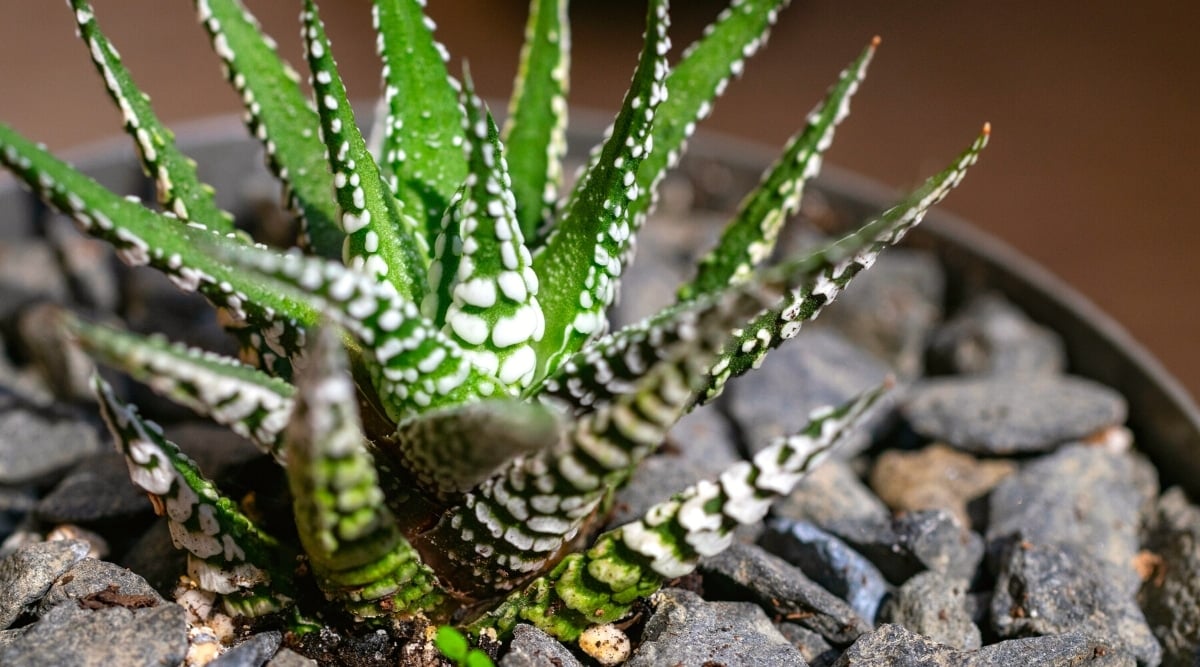 16 Types of Haworthia Succulents With Names and Pictures