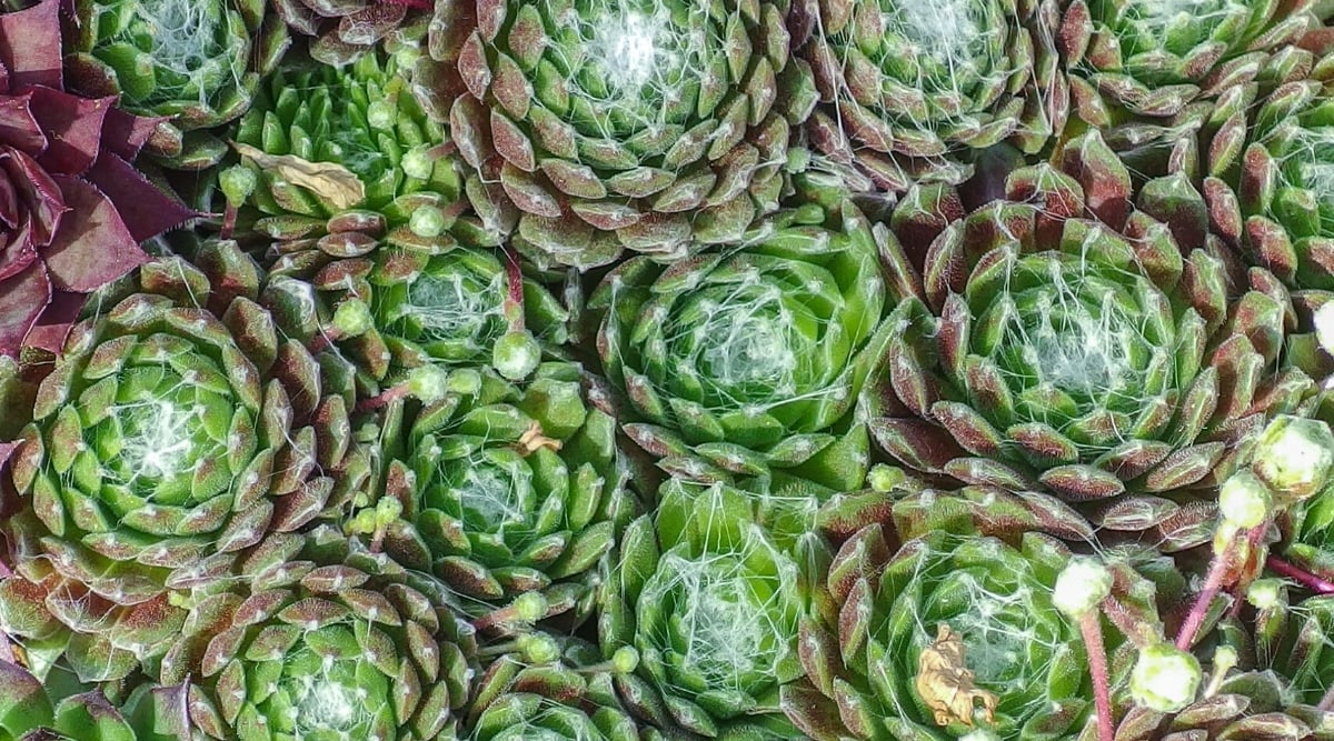 Top view of many &lsquo;Cotton Candy&rsquo; succulents. Plants are dense rosettes of succulent green leaves with burgundy tips. The leaves in the center of the plant are covered with a white cobweb.