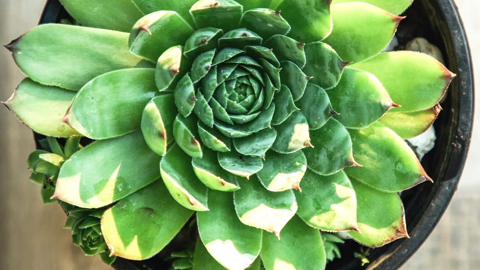 Do Hens and Chicks Need Full Sun, Partial Shade, or Full Shade?
