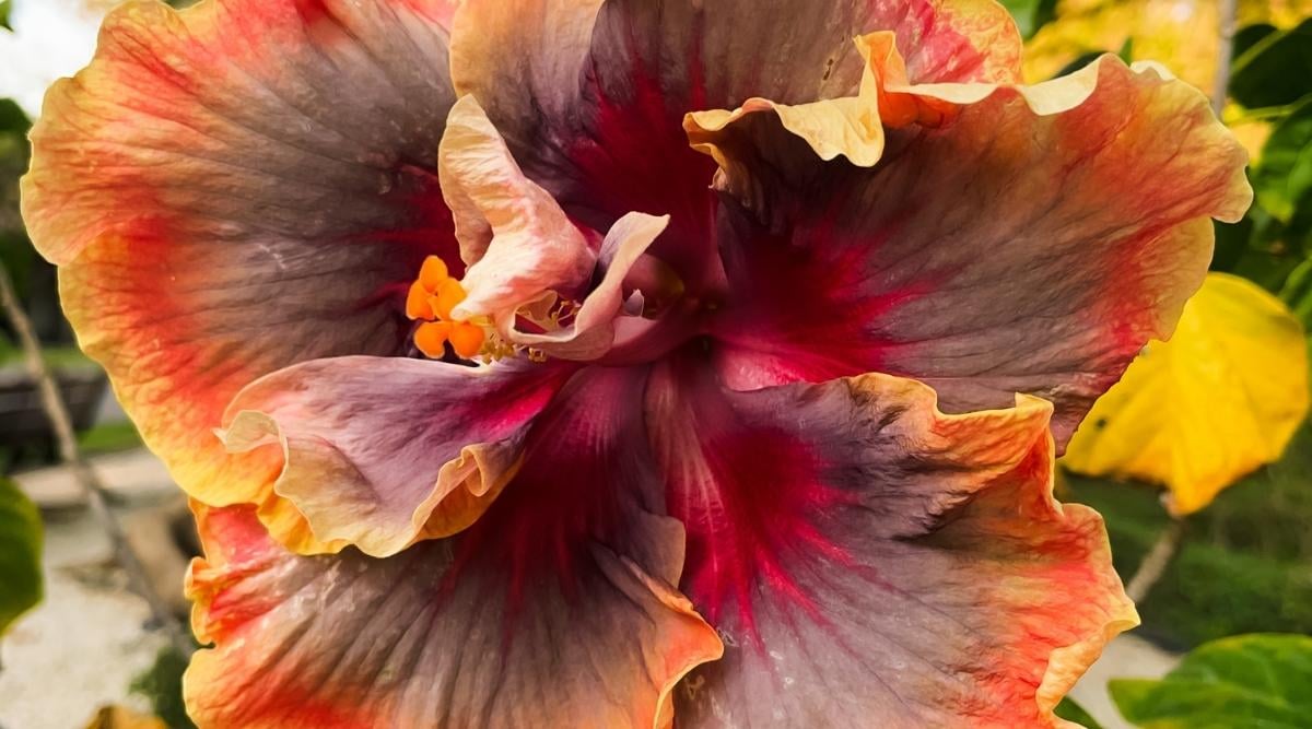 A close-up shot of a dark ruffled bloom with orange-yellow tips and a red center of the hibiscus Voodoo Magic