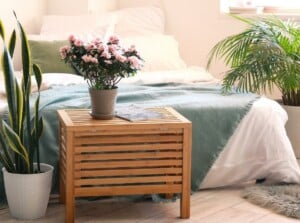 houseplants for bedrooms