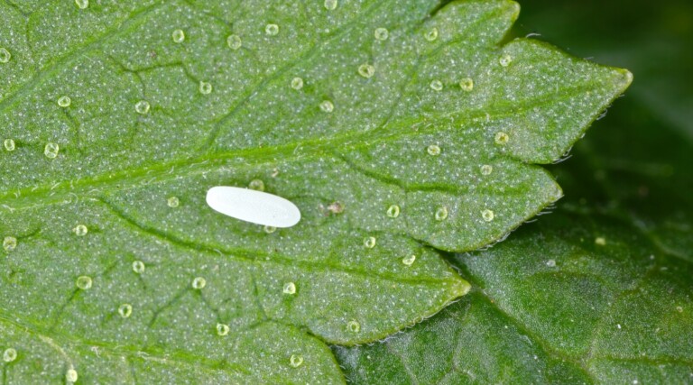 Hoverflies: Beneficial Insect for Aphid Control