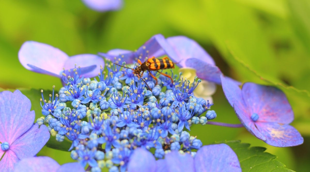 Close-up of a blue lacecap flower and an orange beetle crawling on it against a blurred green background. The beetle has an elongated orange body with thick black stripes. The flower has small blue flowers that are surrounded by showy purple flowers consisting of four petals each.