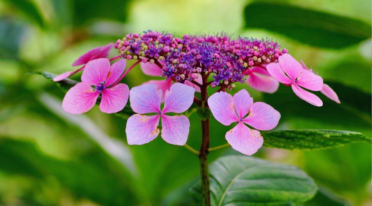 How to Plant, Grow, and Care For Hydrangea Serrata