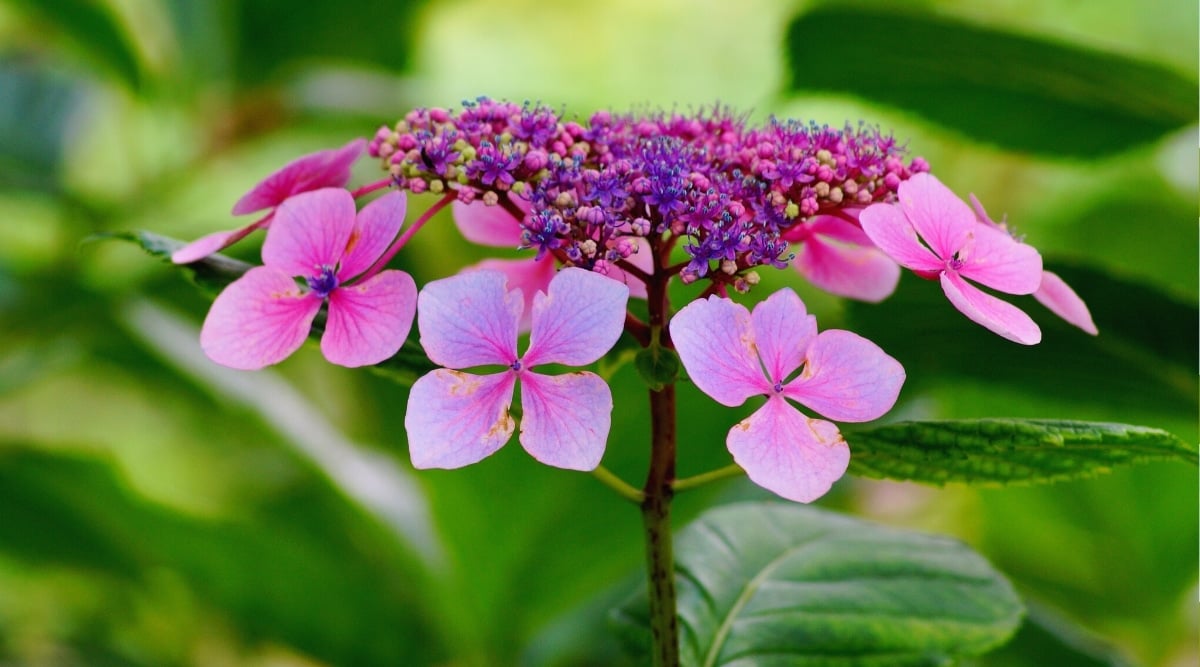 Tiny Tuff Stuff™ - Mountain Hydrangea - Hydrangea serrata