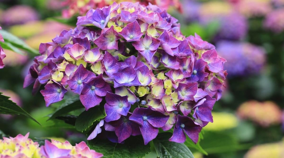 71 Different Types of Hydrangeas To Plant This Season