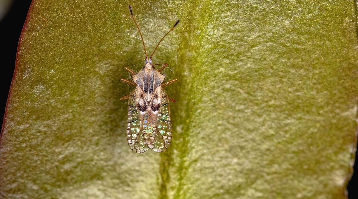lace bugs