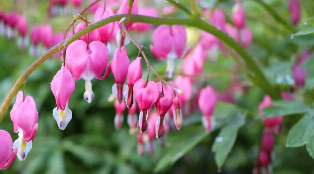 lamprocapnos spectabilis