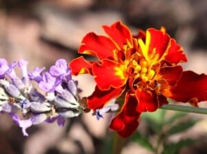lavender and marigolds