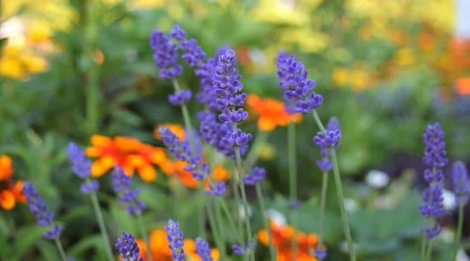 15 Companion Plants To Grow With Lavender