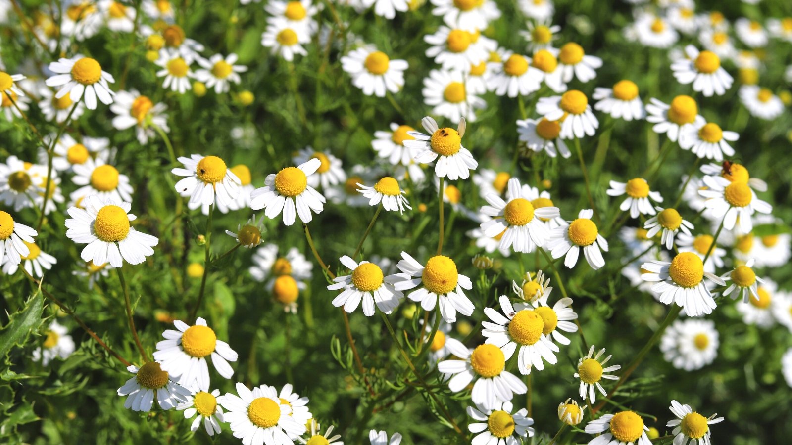 18 Best Lawn Alternatives to Plant Now