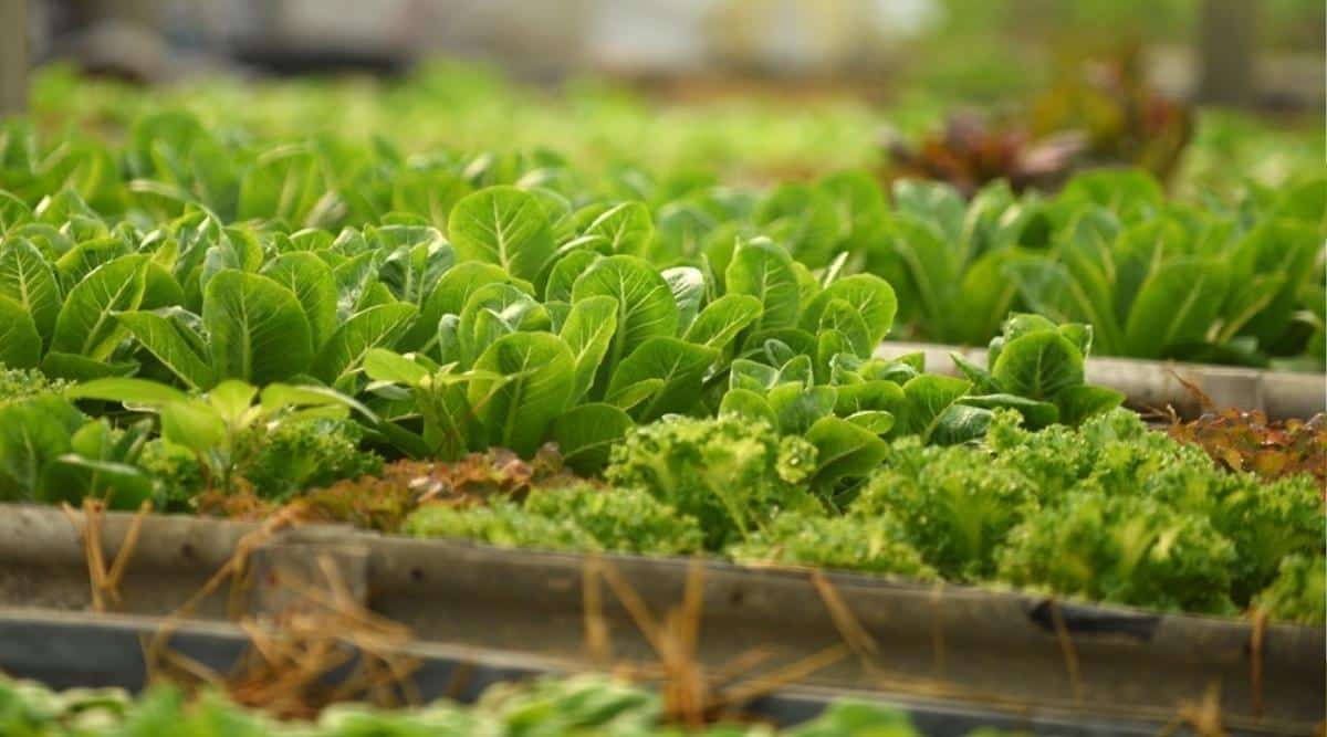 Different types of lettuce, some with curly leaves and some with flat leaves, growing in a raised bed with other vegetable gardens and raised beds in the blurred background