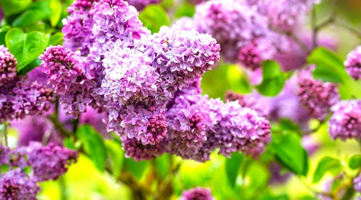 11 Reasons Your Lilacs Aren\'t Blooming and How To Fix it