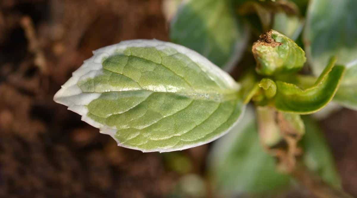 Close-up of a variegated leaf of hydrangea macrophylla &lsquo;Light O Day&rsquo;. The leaves of the shrub are large, bright green in color with white edges, oval in shape, with small notches along the edge of the leaf plate.