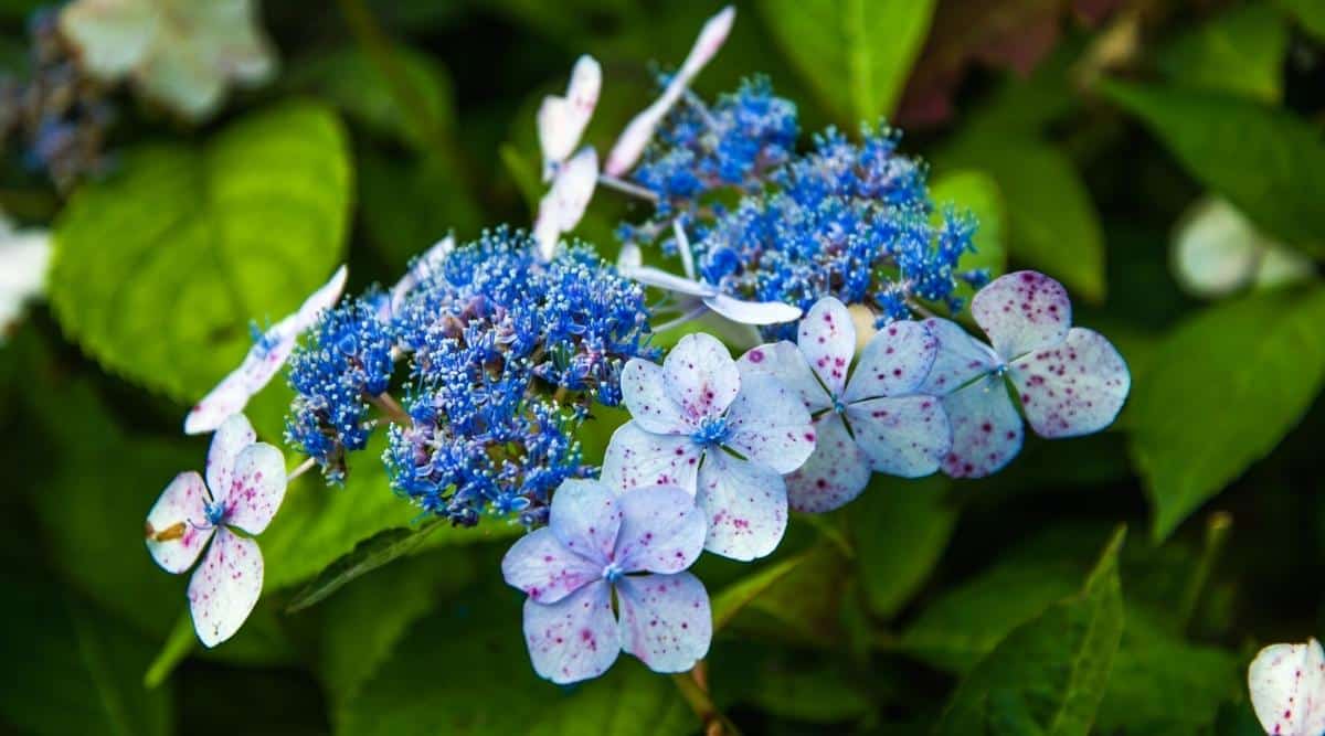 Close-up of Hydrangea macrophylla &lsquo;Tokyo Delight&rsquo; inflorescence in a summer garden. The inflorescence is pale blue, reminiscent of an umbrella with an openwork center of fertile flowers and openwork edges of large sterile petals.
