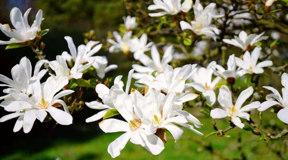 15 Varieties of Magnolia Trees With White Flowers
