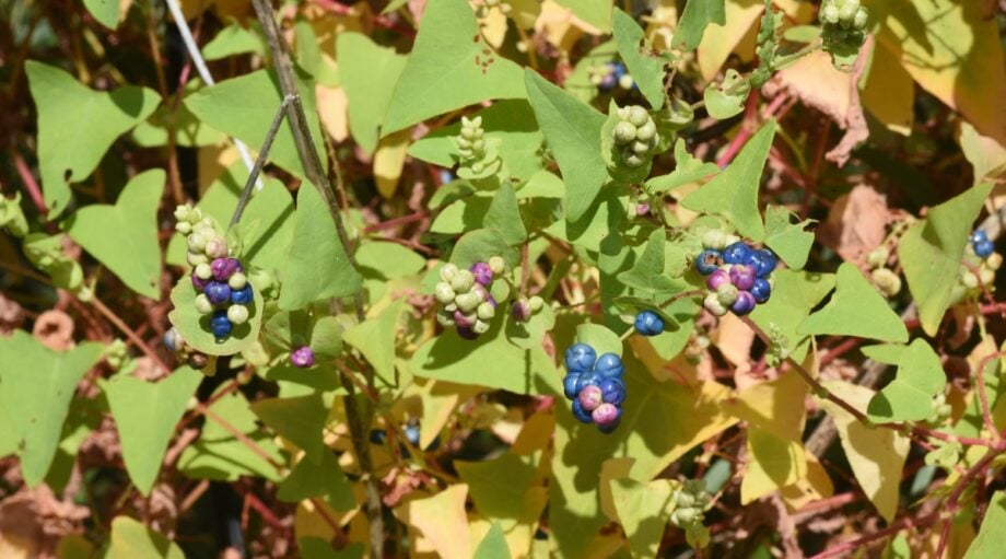 28 Invasive Plants to Avoid in the Northeast