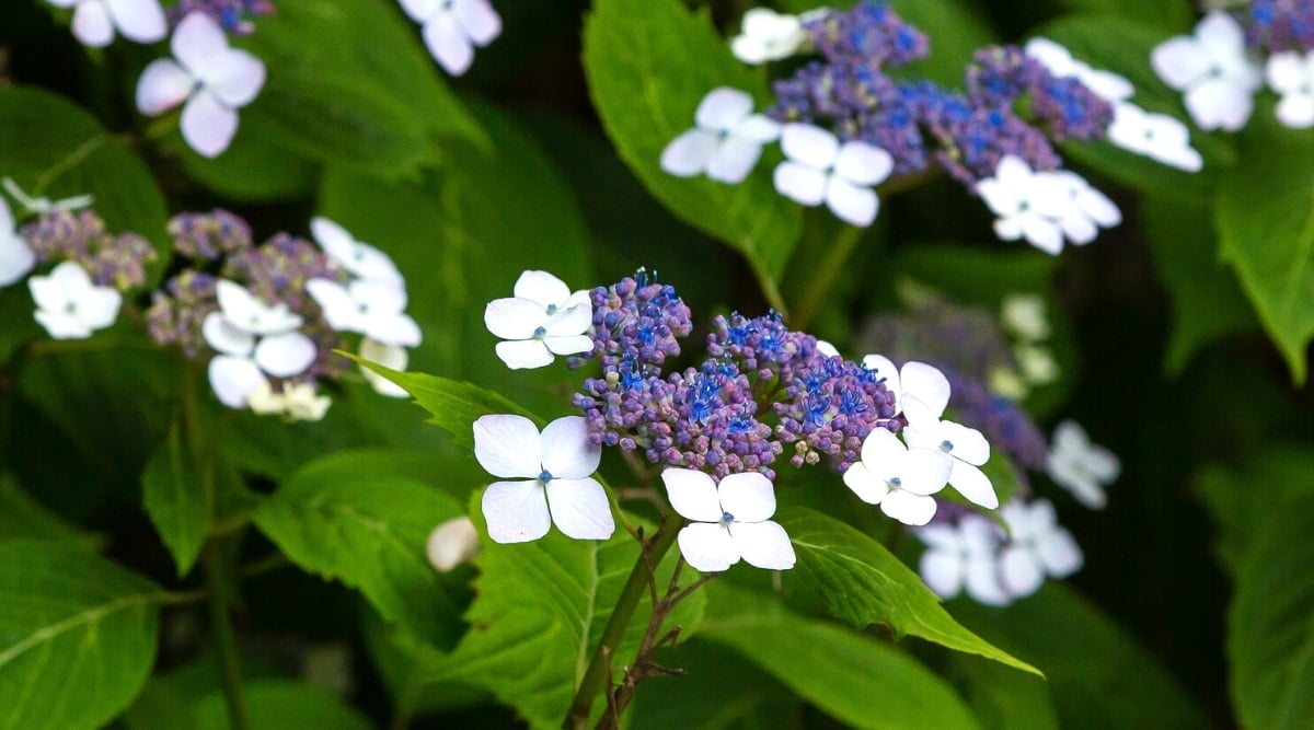 Close-up of a blooming flowers against a background of green foliage. The flowers appear as flattened, lace-cap shaped blooms, with scattered showy light blue, almost white, four-petaled flowers forming an outer marginal ring around tiny blue flowers. The leaves are dark green, oval with pointed ends and serrated edges.