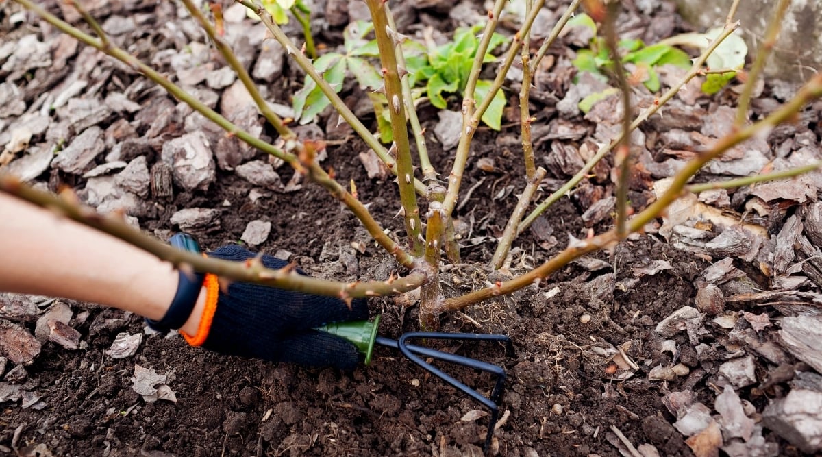 Top view, close-up of a gardener's hand in a black glove mulching the soil near a rose bush in the garden. There are small rakes in the hand. The bush has pale green stems covered with sharp thorns. Mulch is made up of bark.