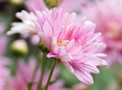 mums annual or perennial