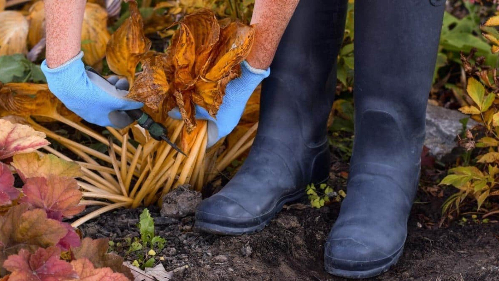 november gardening tasks